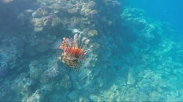 鱼狮子鱼-红海中的危险生物视频素材