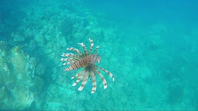 鱼狮子鱼-红海中的危险生物视频素材