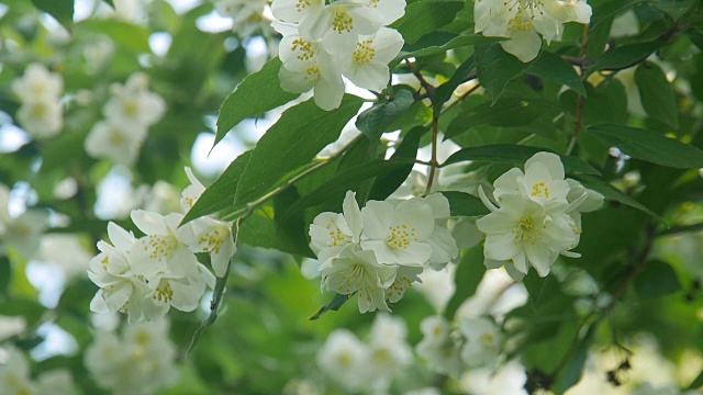 公园里的茉莉。视频素材