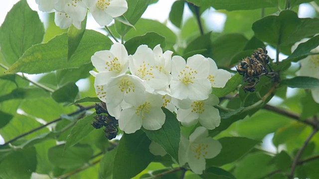 公园里的茉莉。视频素材