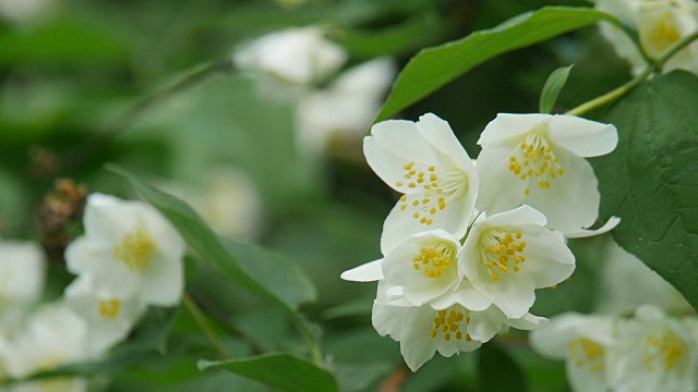 公园里的茉莉。视频素材