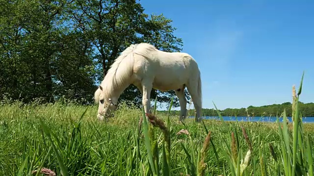 白马湖畔，田园诗般的景色视频素材