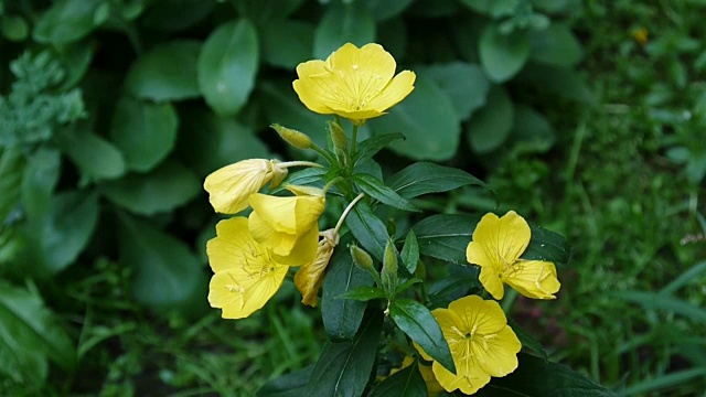 黄色的酒花在花园里视频素材