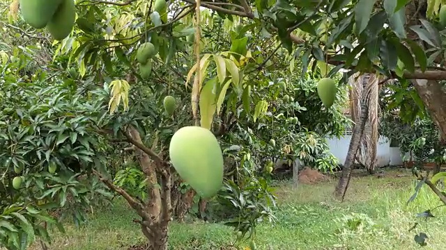 绿色的芒果视频素材