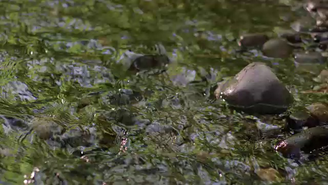 河流反射在一个PNW森林。视频下载