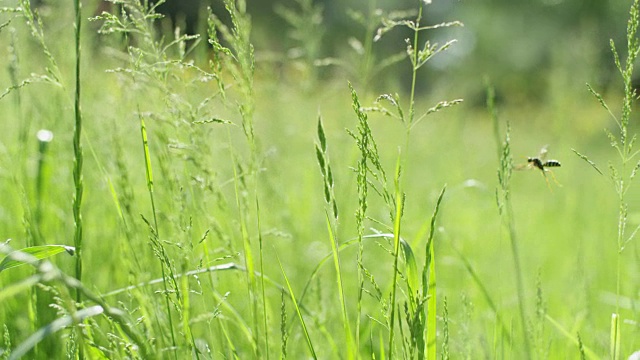 蜜蜂飞过草地。视频下载