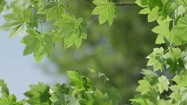 在一个晴朗的日子离开视频下载