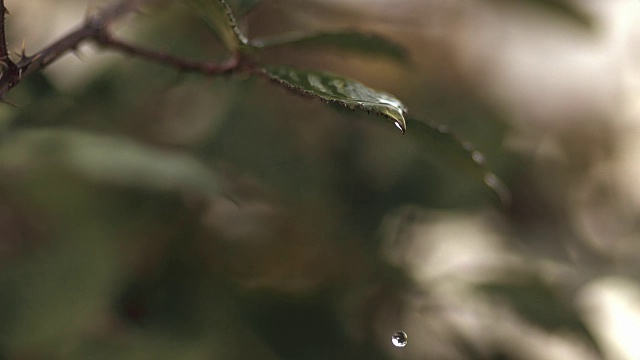 水滴从森林的叶子上掉下来。视频下载