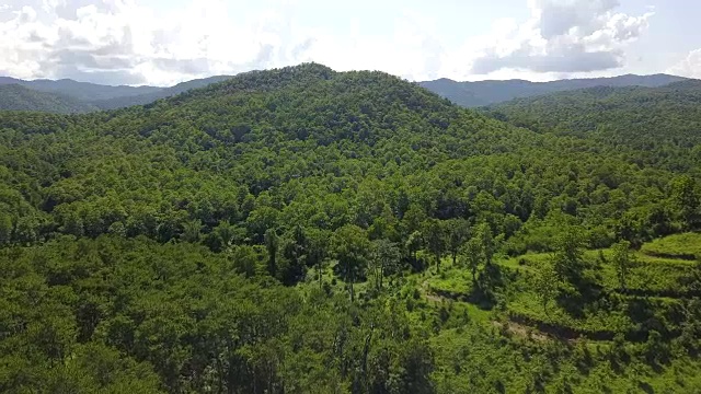 泰国松树林鸟瞰图视频素材