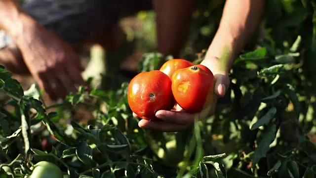 农民在菜园里手工采摘成熟的番茄视频素材