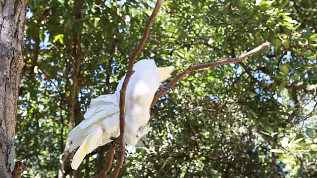 硫冠凤头鹦鹉，白冠凤头鹦鹉，自然绿色背景视频素材