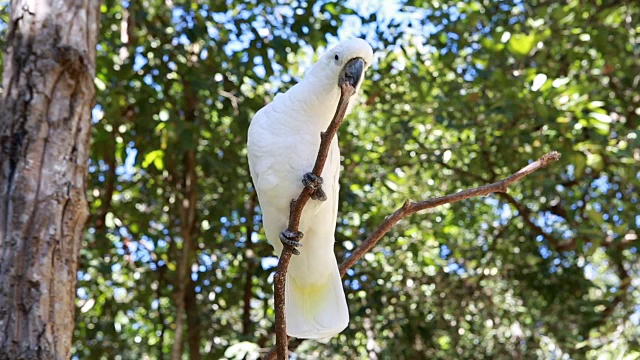 硫冠凤头鹦鹉，白冠凤头鹦鹉，自然绿色背景视频素材