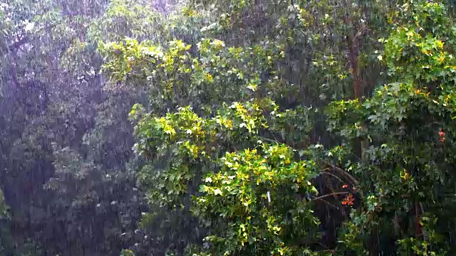 暴雨中的枫树视频素材