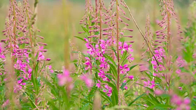 盛开的莎莉花近距离的背景天空。自然场景。慢动作视频素材