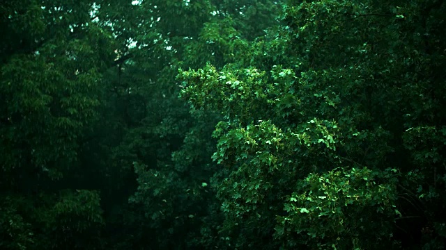 雷雨中的枫树视频素材