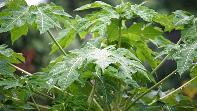 花园中新鲜的覆盆子叶子的特写，多雨的自然，4K分辨率视频素材