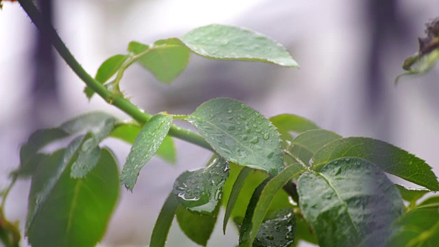 花园中新鲜的覆盆子叶子的特写，多雨的自然，4K分辨率视频素材