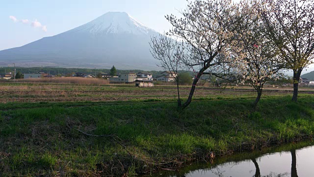 《小溪上的富士山》和《樱花》视频素材