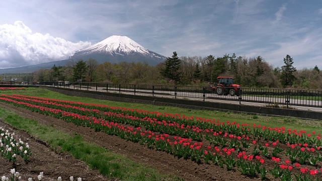 富士山上的红色郁金香田视频素材