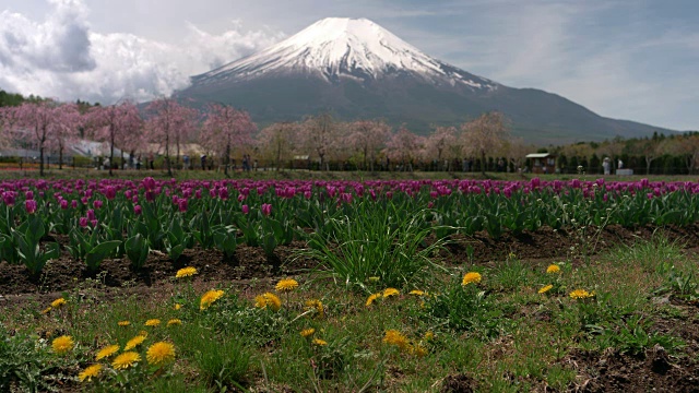 富士山上的蒲公英和郁金香花视频素材