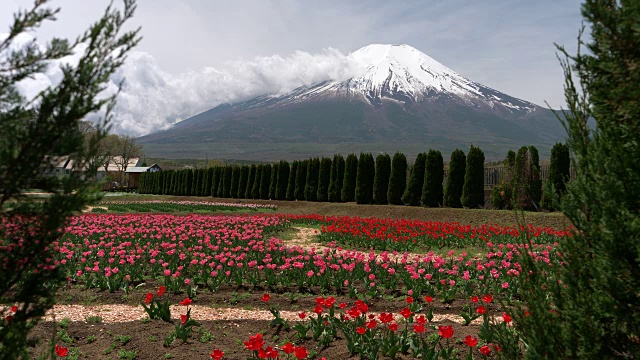 富士山上的郁金香花视频素材