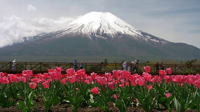 富士山上一朵粉红色的郁金香花视频素材