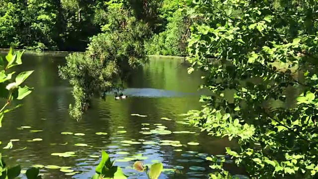 夏天的湖景视频素材