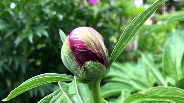 牡丹花芽视频素材