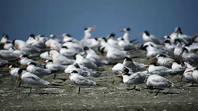 在埃尔克霍恩沼泽海滩休息的海岸鸟视频素材