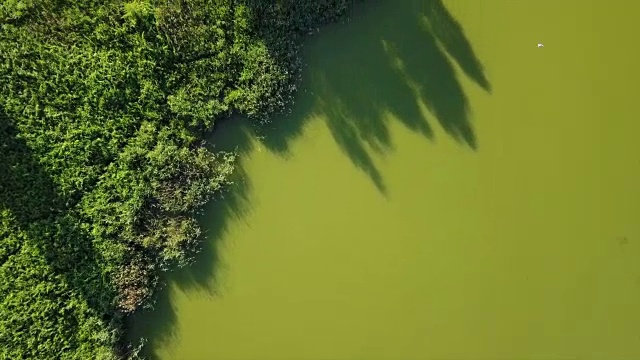 夏日湖岸鸟瞰4k俄罗斯视频素材