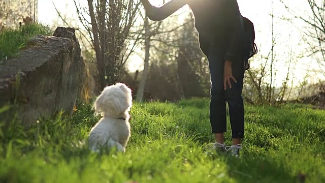 日落时分，一位妇女在喂她的马耳他犬视频素材