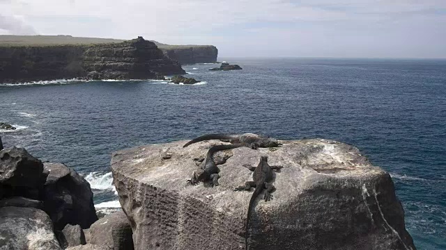 海鬣蜥在伊斯帕诺拉岛晒太阳视频素材