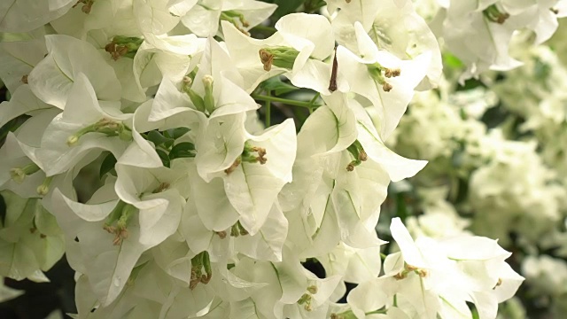 特写白色九重葛花，多莉拍摄视频素材