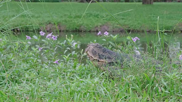 巨蜥在池边爬行视频素材