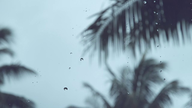 慢镜头:大雨冲刷着空旷的海滩附近郁郁葱葱的外来植物。视频素材