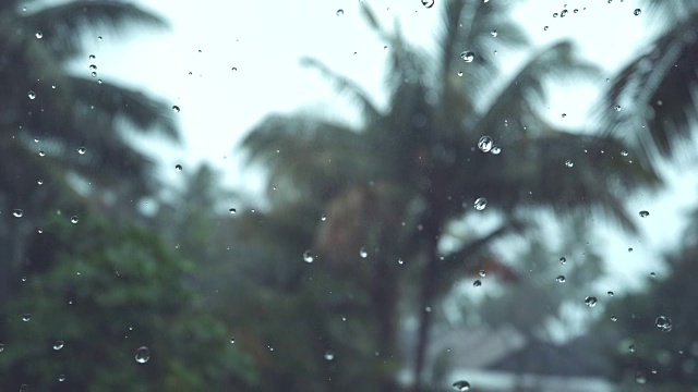 慢镜头，DOF:暴雨落在郁郁葱葱的热带后院。视频素材