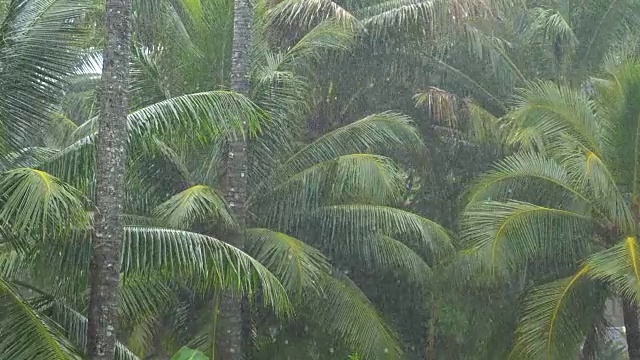 慢镜头:茂盛的绿色棕榈树的树冠被季雨浇灌。视频素材