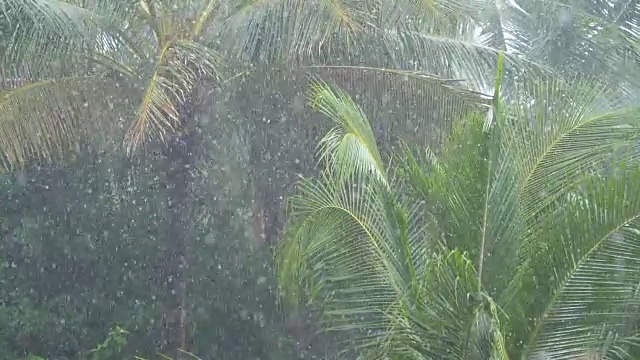 慢镜头:在暴雨中，长长的棕榈树叶子在风中摆动。视频素材