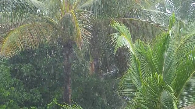 慢镜头:季风雨浇灌着高耸的棕榈树在风中飘扬。视频素材