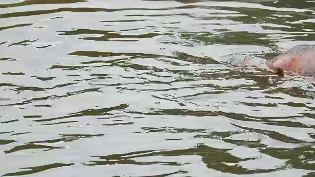 湖里的河马视频素材