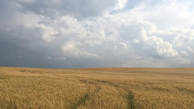 暴风雨前的麦田视频素材