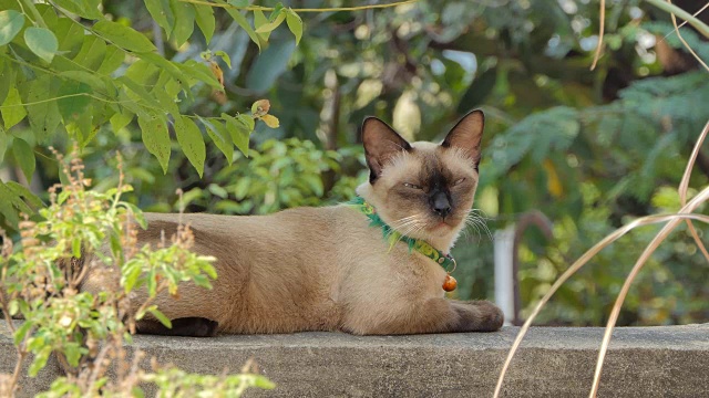 泰国的家猫。视频素材