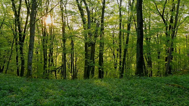 春天阳光明媚的落叶林，索登堡，哈梅尔堡，巴达基辛根区，Rhön，德国巴伐利亚州视频素材