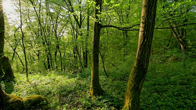 春天阳光明媚的落叶林，索登堡，哈梅尔堡，巴达基辛根区，Rhön，德国巴伐利亚州视频素材