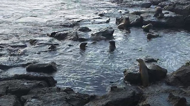 加拉帕戈斯群岛南广场的海狮群视频素材