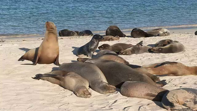 在isla Santa fe海滩上休息的海狮视频素材