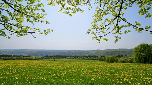 盛开的蒲公英草地与阳光和枫叶在春天，索登堡，哈梅尔堡，区坏Kissingen, Rhön，德国巴伐利亚州视频素材