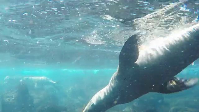 海狮在加拉帕戈斯群岛南广场游泳的水下镜头视频素材