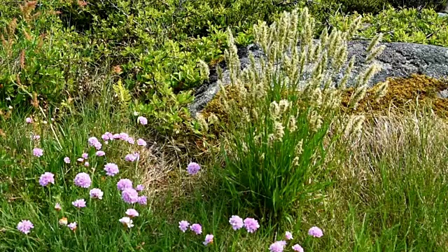 9、勤俭随风草视频素材