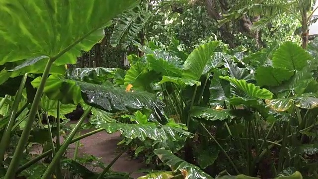 热带花园植物和降雨视频素材